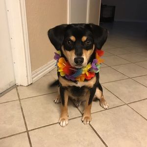 Meet your Posher, Thomas